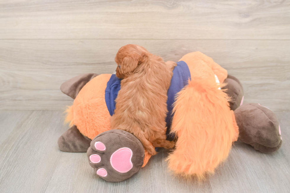 Meet Queenie - our Cavapoo Puppy Photo  3/3 - Lone Star Pups Best Cavapoo Baby