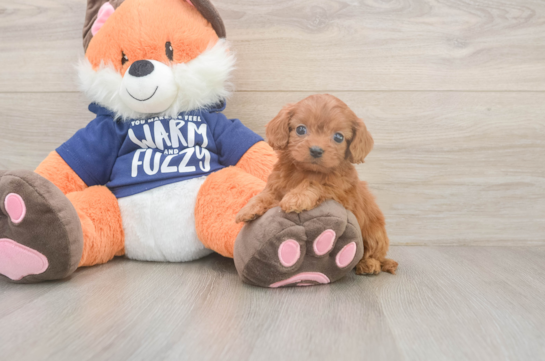 5 week old Cavapoo Puppy For Sale - Lone Star Pups Happy Cavapoo Baby