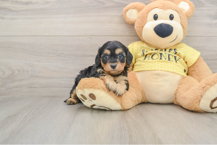 Popular Cavapoo Poodle Mix Pup