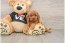 Cavapoo Puppy for Adoption