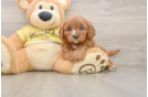 Little Cavipoo Poodle Mix Puppy