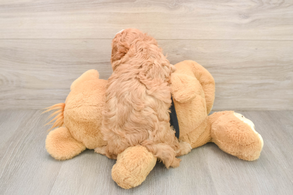 Best Cavapoo Baby