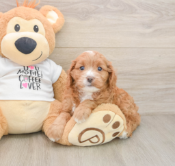 8 week old Cavapoo Puppy For Sale - Lone Star Pups