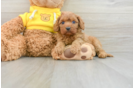 Best Cavapoo Baby