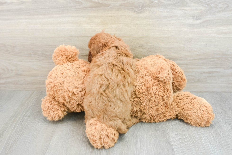 Smart Cavapoo Poodle Mix Pup