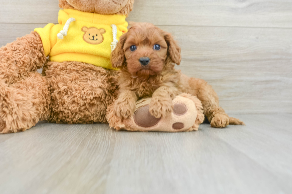 8 week old Cavapoo Puppy For Sale - Lone Star Pups