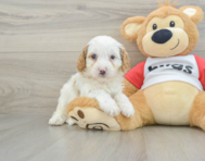 8 week old Cavapoo Puppy For Sale - Lone Star Pups