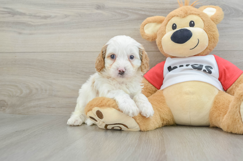 5 week old Cavapoo Puppy For Sale - Lone Star Pups