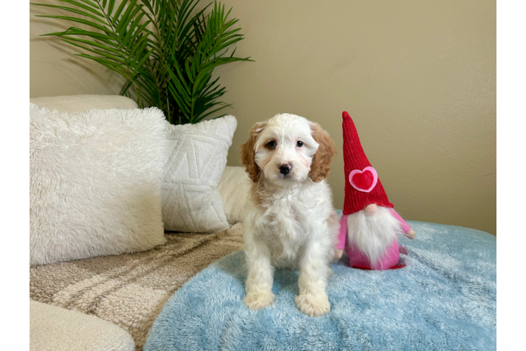 Cute Cavapoo Baby