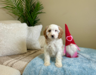 10 week old Cavapoo Puppy For Sale - Lone Star Pups