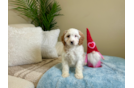 Cute Cavapoo Baby