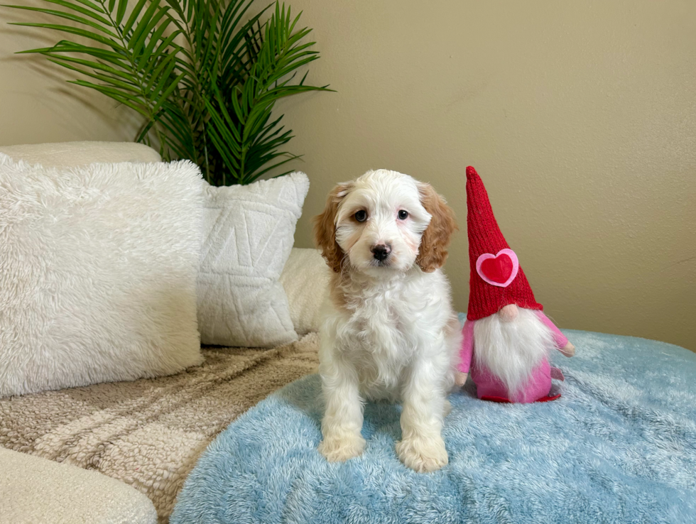 Cute Cavapoo Baby