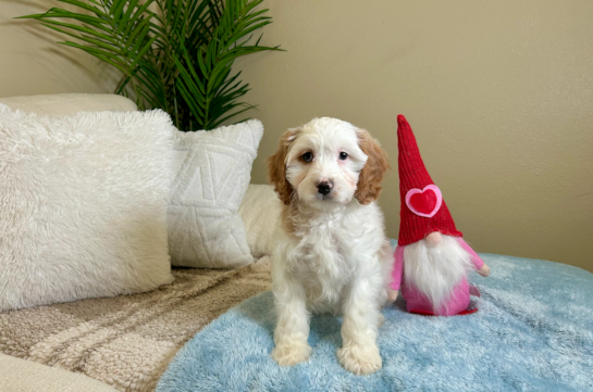 Cute Cavapoo Baby