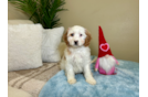 Best Cavapoo Baby