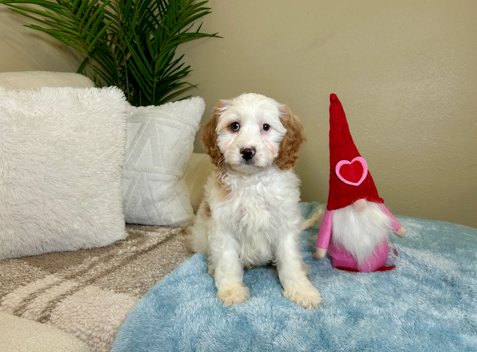 Best Cavapoo Baby