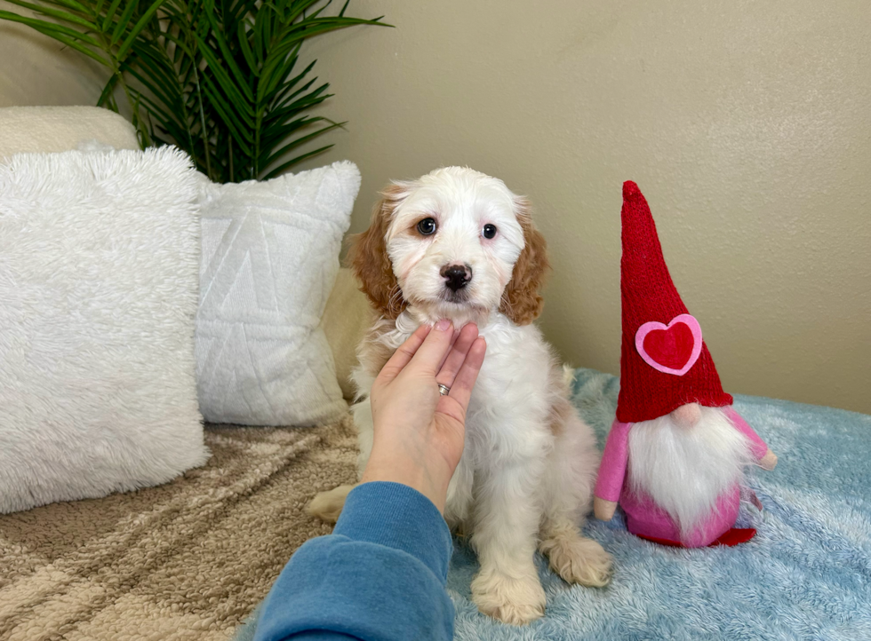 Cute Cavapoo Baby