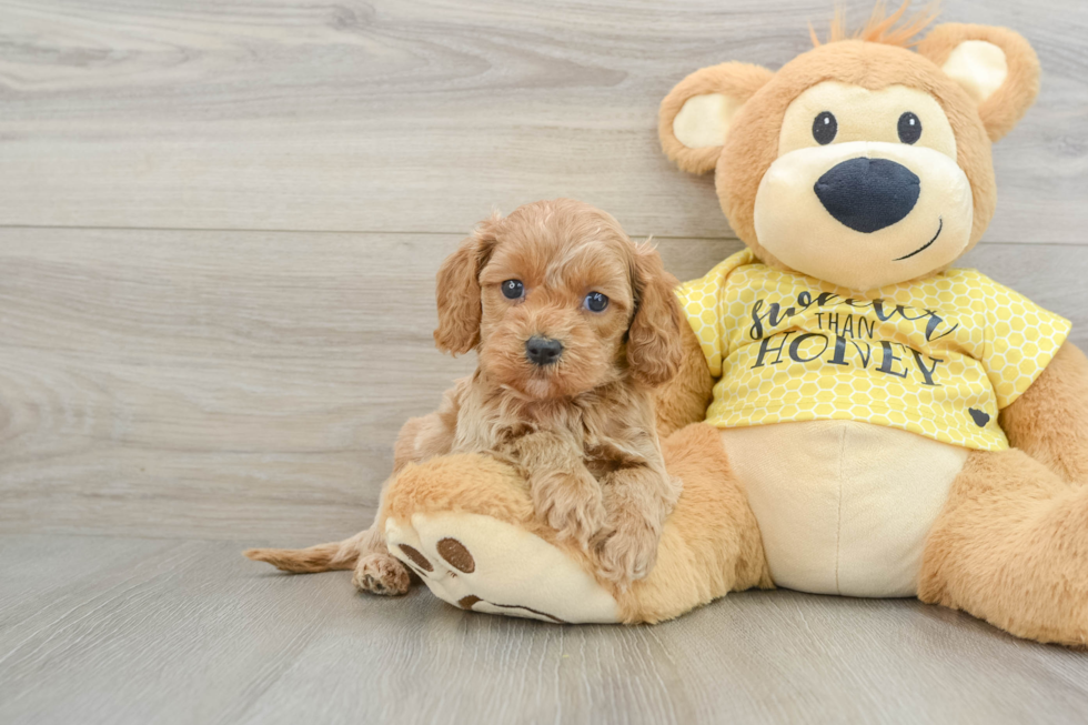 Petite Cavapoo Poodle Mix Pup