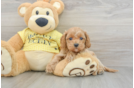 Cavapoo Puppy for Adoption