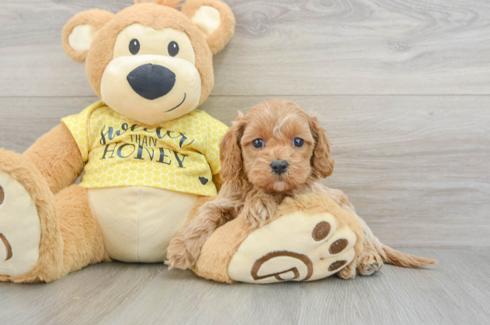 6 week old Cavapoo Puppy For Sale - Lone Star Pups