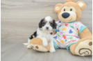 Cavapoo Puppy for Adoption