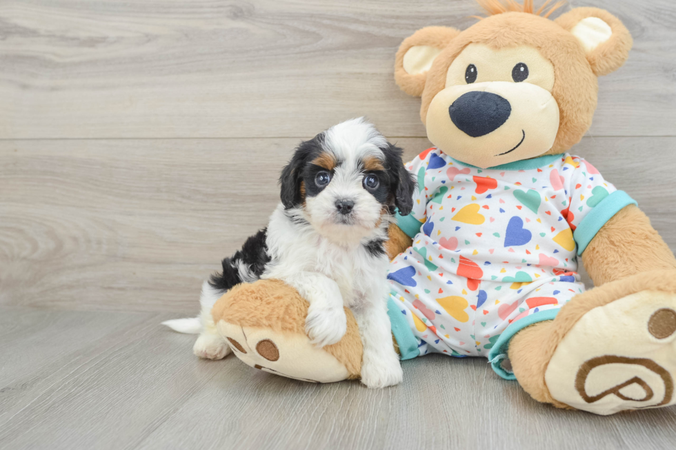 Cavapoo Puppy for Adoption