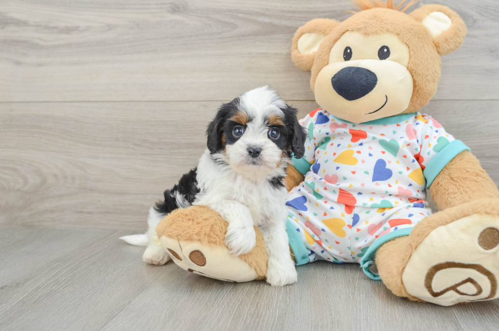 6 week old Cavapoo Puppy For Sale - Lone Star Pups