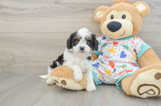 Cavapoo Puppy for Adoption