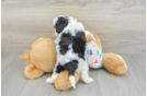 Smart Cavapoo Poodle Mix Pup