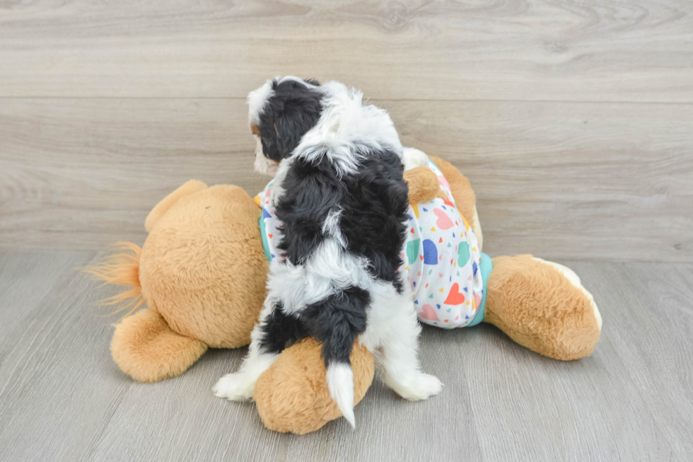 Smart Cavapoo Poodle Mix Pup