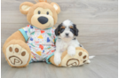 Cavapoo Pup Being Cute