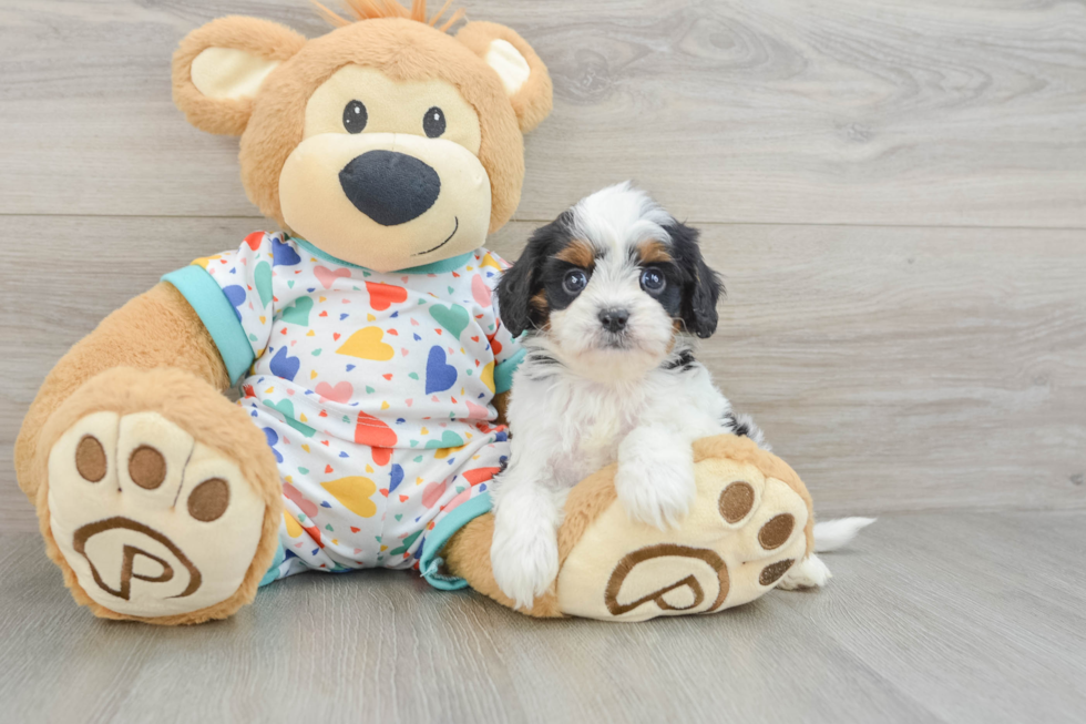 Cavapoo Pup Being Cute