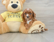 8 week old Cavapoo Puppy For Sale - Lone Star Pups