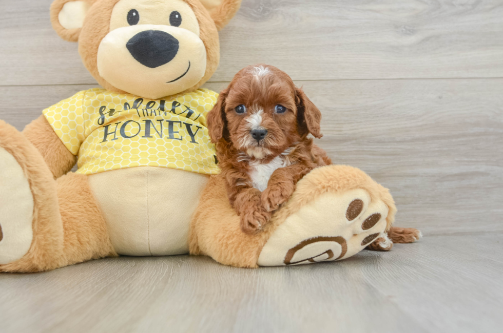 6 week old Cavapoo Puppy For Sale - Lone Star Pups