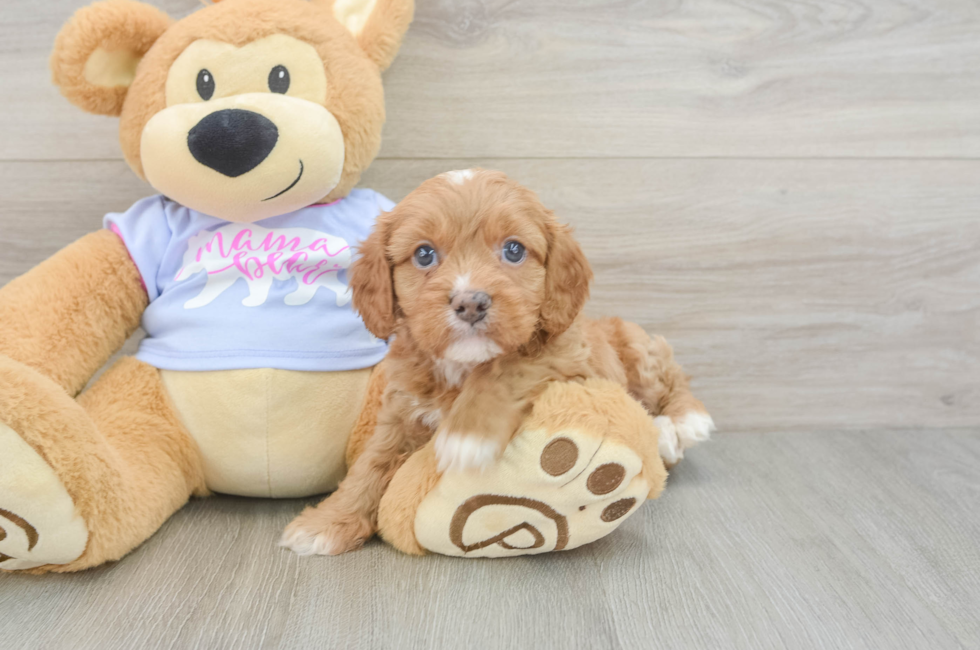 5 week old Cavapoo Puppy For Sale - Lone Star Pups