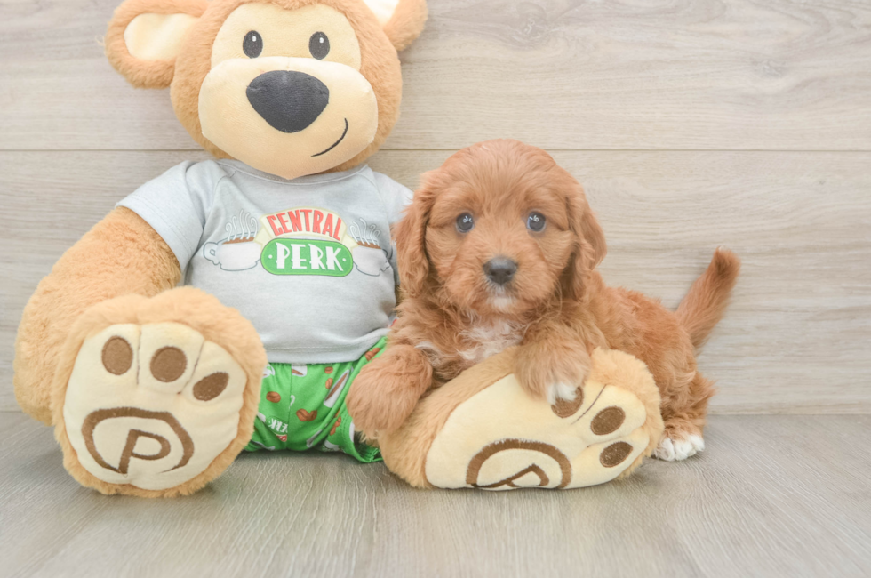 6 week old Cavapoo Puppy For Sale - Lone Star Pups