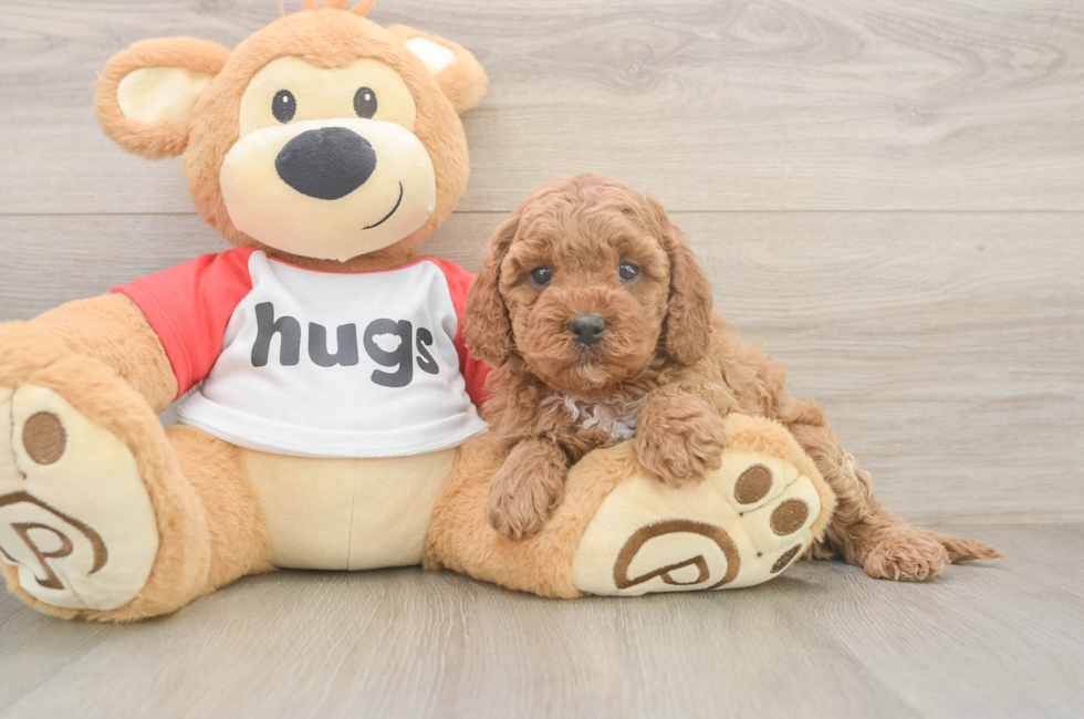 6 week old Cavapoo Puppy For Sale - Lone Star Pups