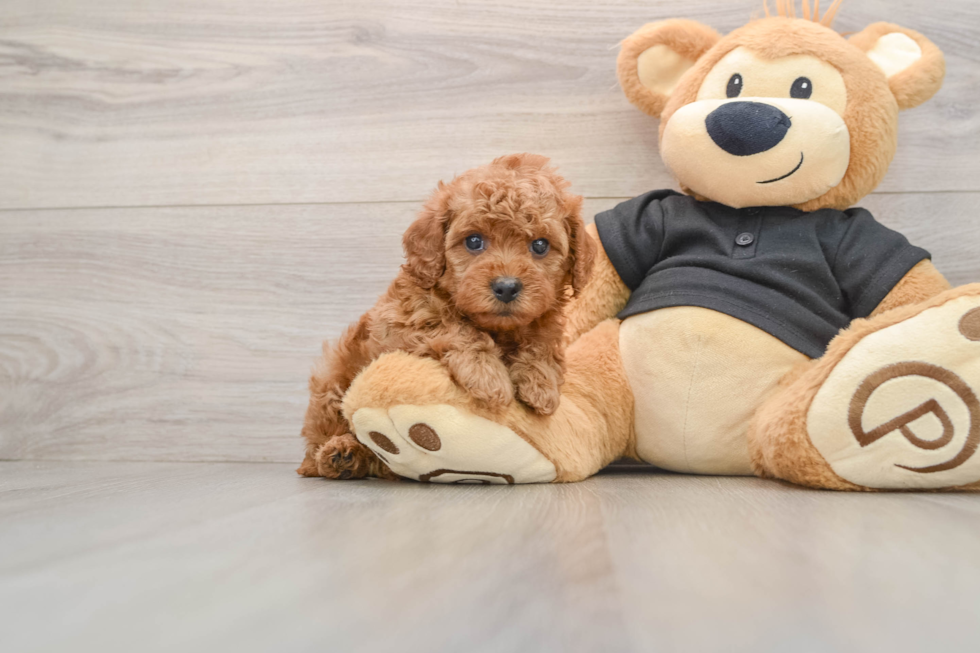 Cavapoo Puppy for Adoption