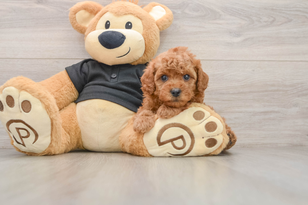 Popular Cavapoo Poodle Mix Pup