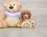 8 week old Cavapoo Puppy For Sale - Lone Star Pups