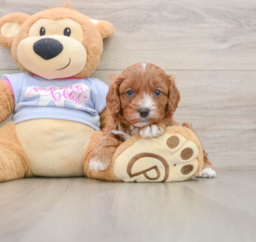 8 week old Cavapoo Puppy For Sale - Lone Star Pups