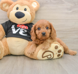 6 week old Cavapoo Puppy For Sale - Lone Star Pups