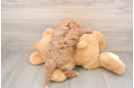 Happy Cavapoo Baby
