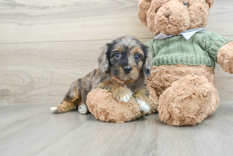 Popular Cavapoo Poodle Mix Pup