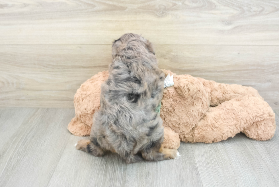 Little Cavipoo Poodle Mix Puppy