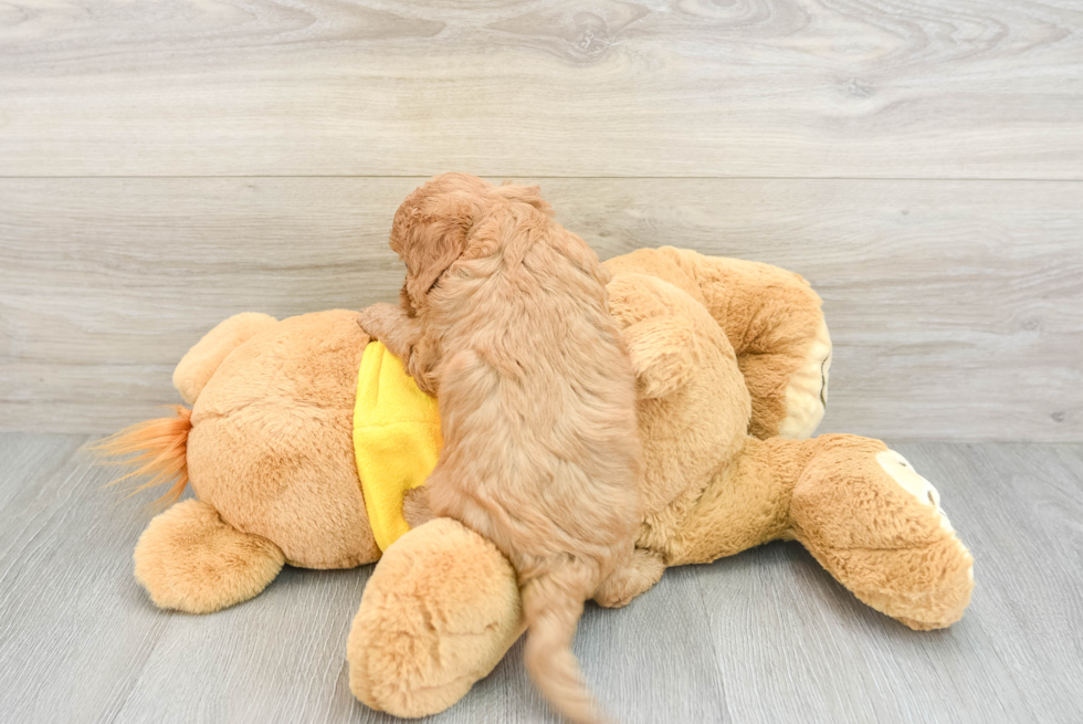 Funny Cavapoo Poodle Mix Pup