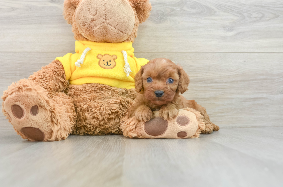 8 week old Cavapoo Puppy For Sale - Lone Star Pups