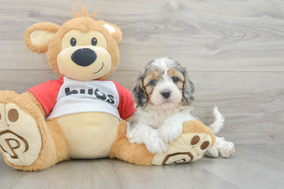 Fluffy Cavapoo Poodle Mix Pup