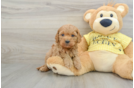 Cavapoo Pup Being Cute