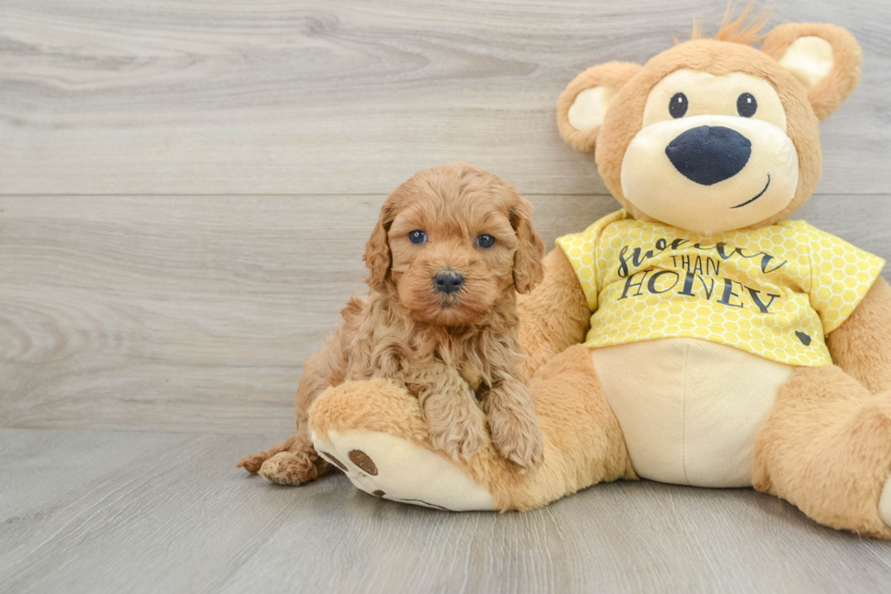 Cavapoo Pup Being Cute