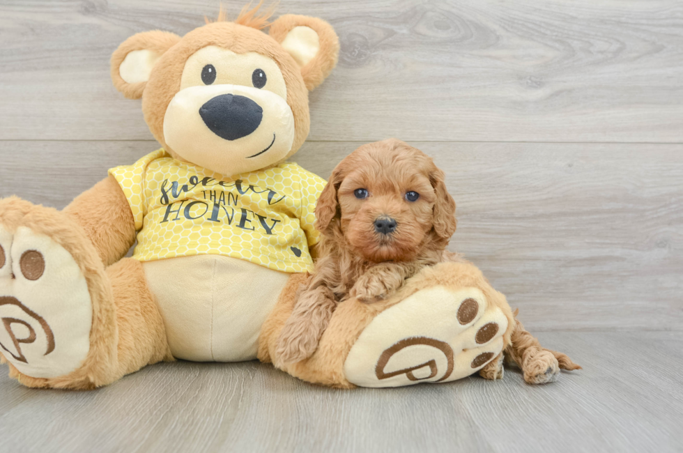 6 week old Cavapoo Puppy For Sale - Lone Star Pups